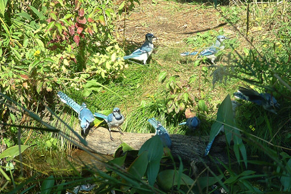 blue jays