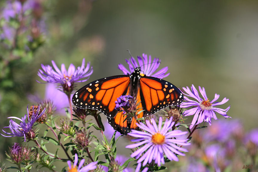 Migration Information Friends of Point Pelee