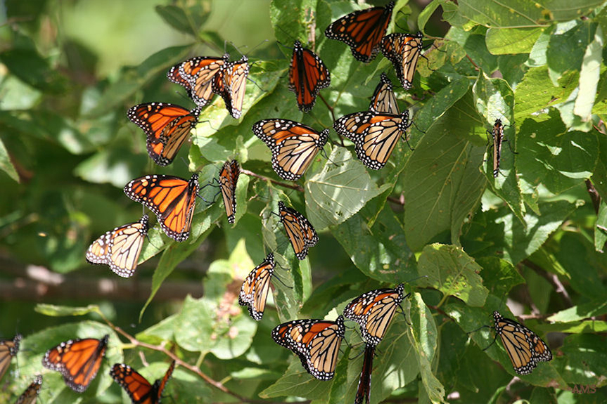Migration Information Friends of Point Pelee